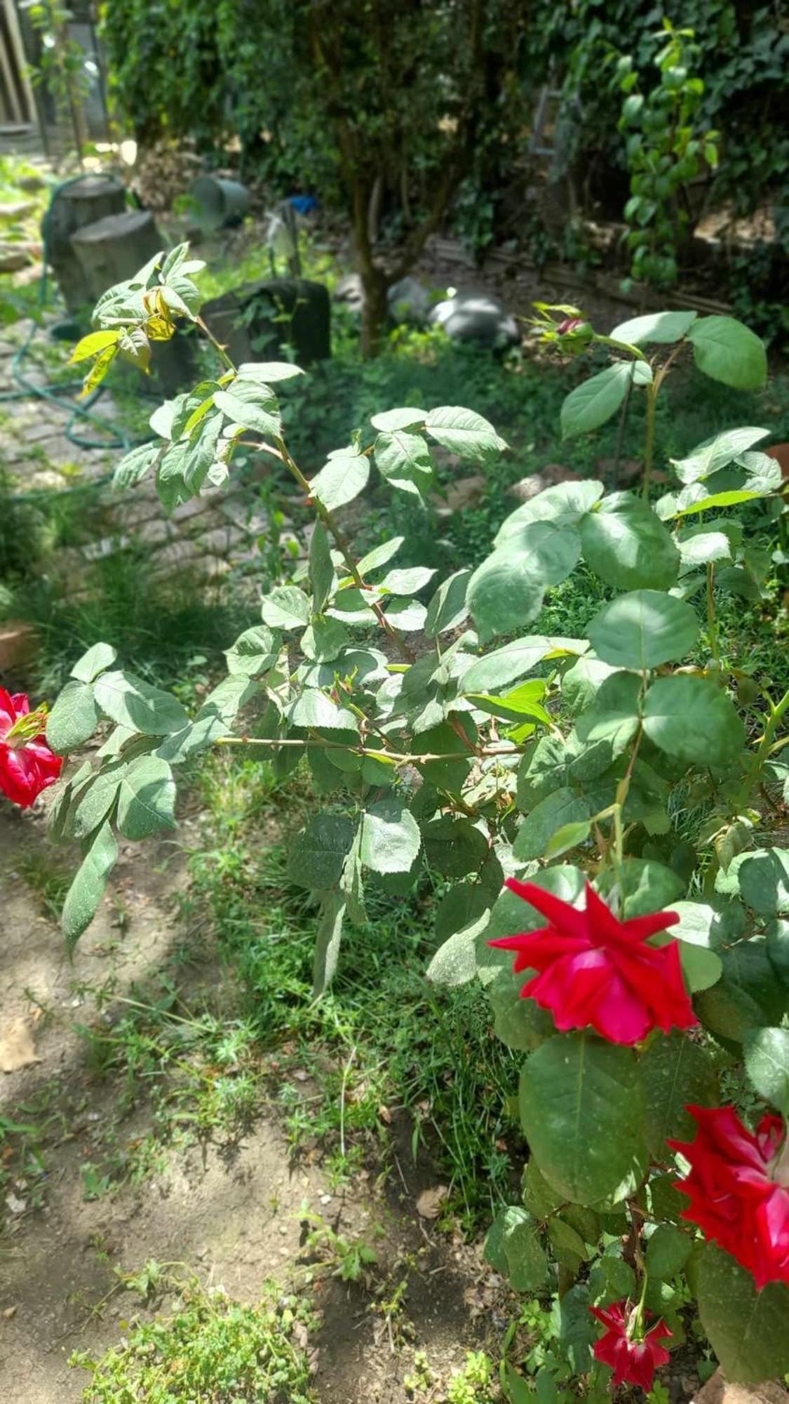Hotel Gardens In Vake, Tbilisi Exteriér fotografie